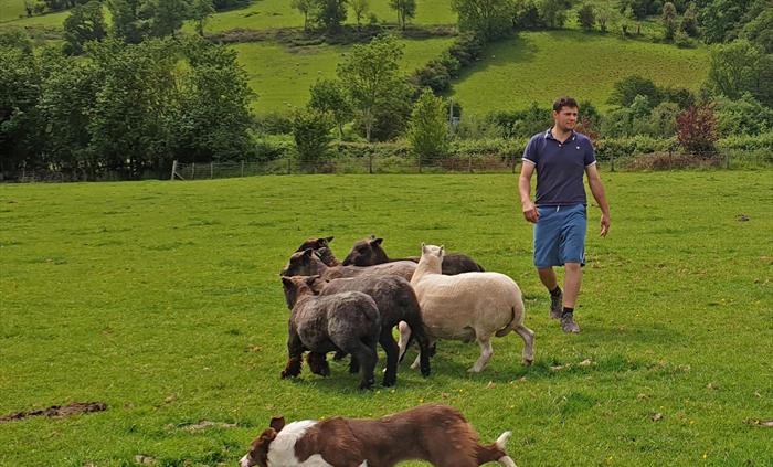 sheep dog herding in Wales